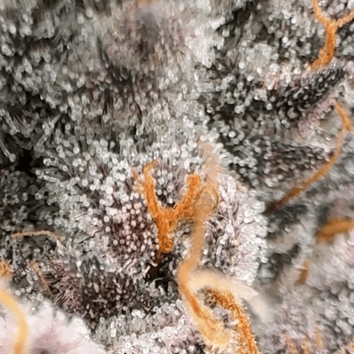 Close-up macro photo of dried cannabis flower.