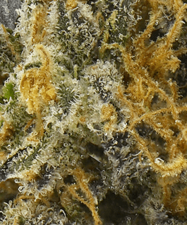 Close-up macro photo of dried cannabis flower.