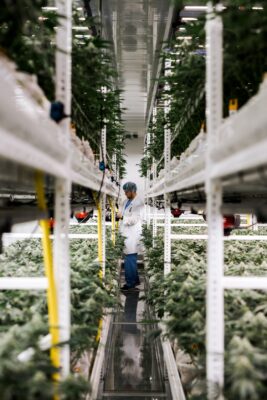 Cultivation worker in hair next examining shelves of cannabis plants.
