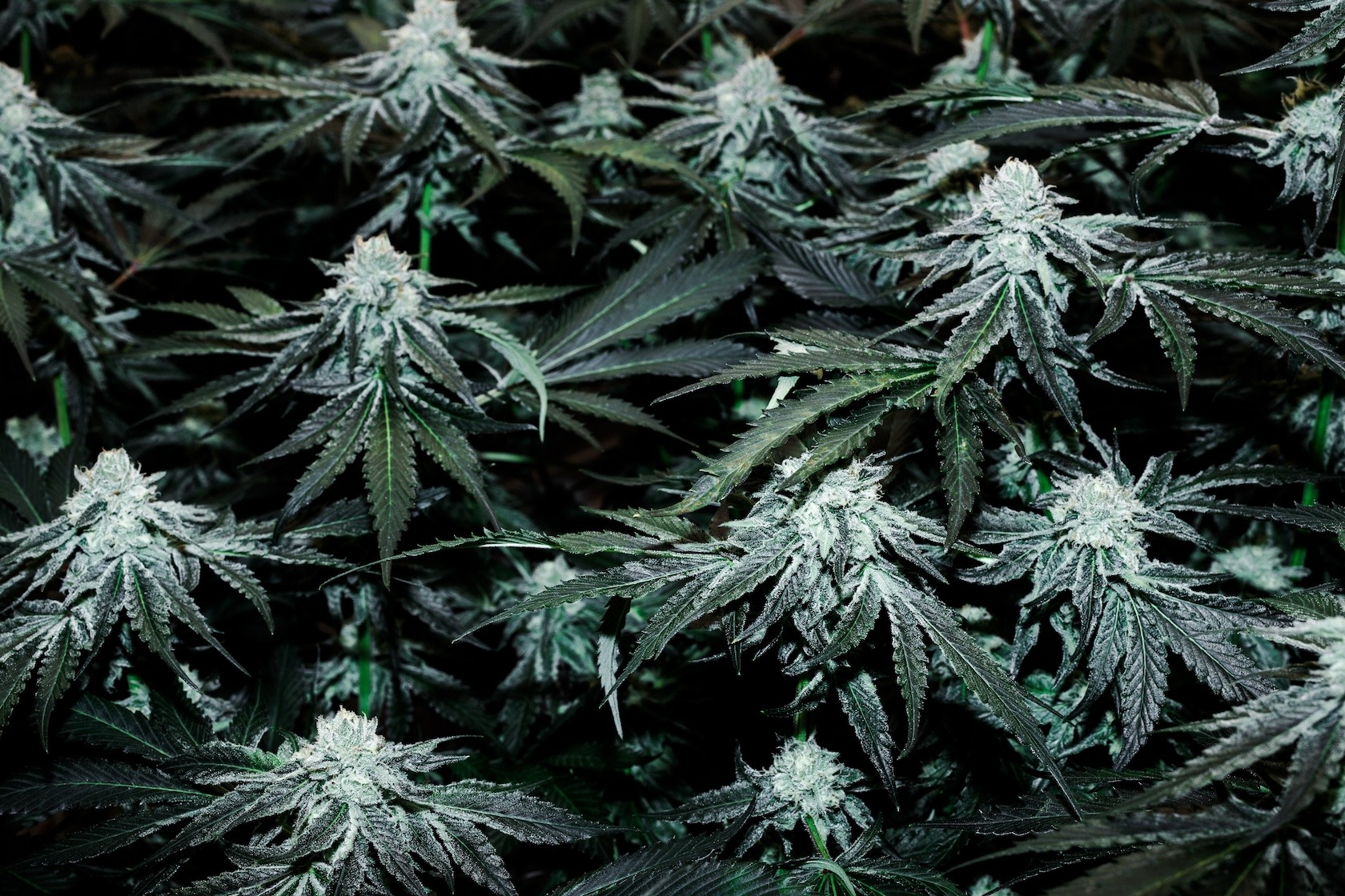 Close up of cannabis plants.