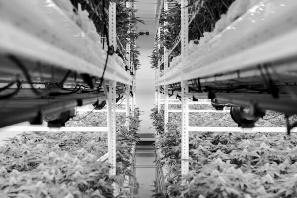Black and white photo of shelves of cannabis plants.