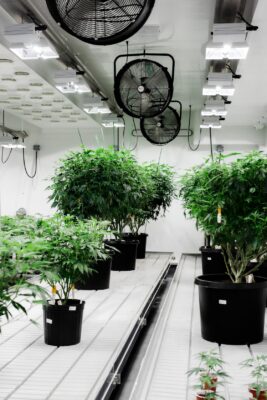 Cannabis Mother plants with grow lights and fans circulating air.