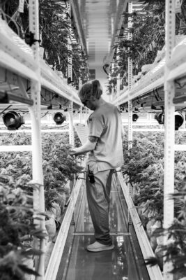 Cultivation worker in hair net examining cannabis plants.
