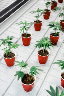 Baby cannabis plant clones in red cups.