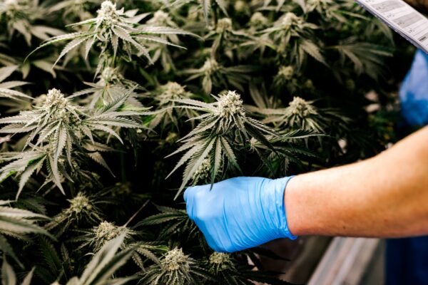 Latex-gloved hand examining cannabis plants.