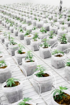 Small cannabis plants in white bags with soil and irrigation tubing.
