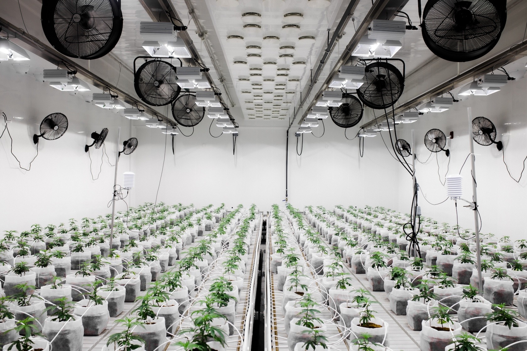 Small cannabis plants in white bags with soil and irrigation tubing. Fans overhead circulating air.