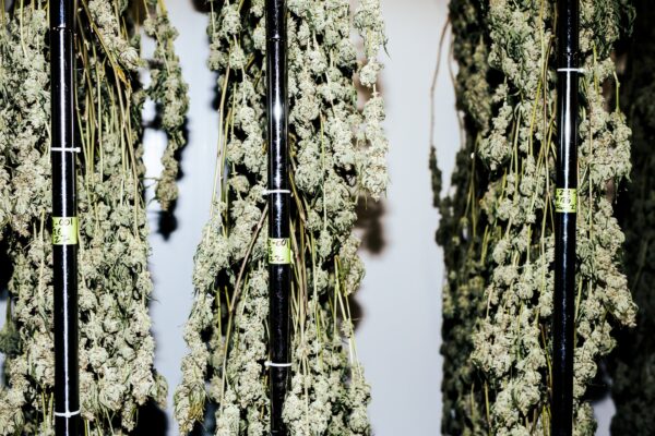 Cannabis flowers hanging to dry on racks.