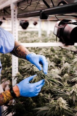 Latex-gloved hands examining cannabis flowers.