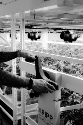 Black and white photo of hands turning a crank to move large shelves of cannabis plants.