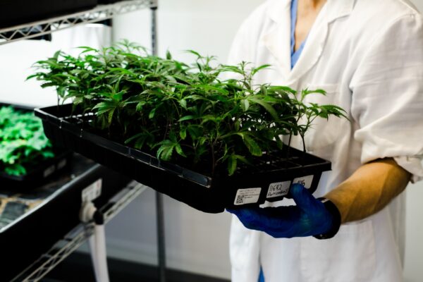 Cultivation worker in lab attire holding a tray of baby cannabis plants.