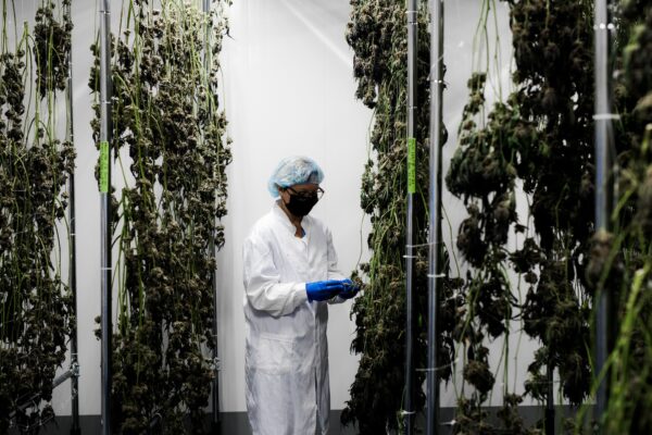 Cultivation worker in lab attire examining cannabis flowers drying on racks.