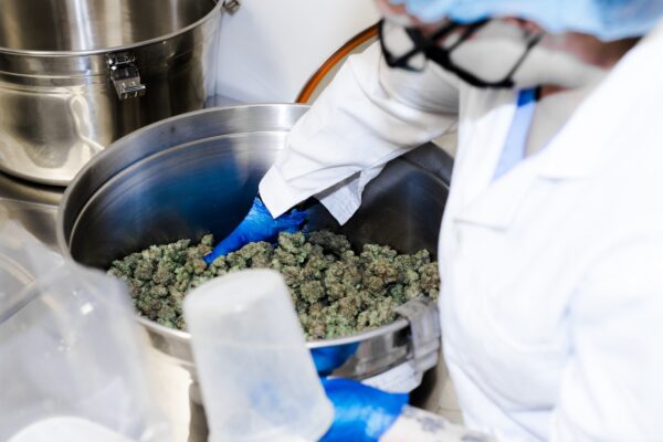 A worker in lab attire handling a large bowl of trimmed cannabis flowers.